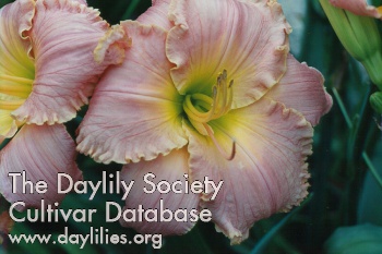 Daylily Concert Tour